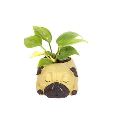 Cute speeping Dog Shaped Resin Planter with Moneyplant - Neon pothos