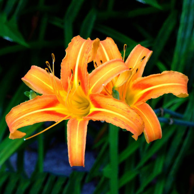 Daylily Orange Color Flower Bulbs
