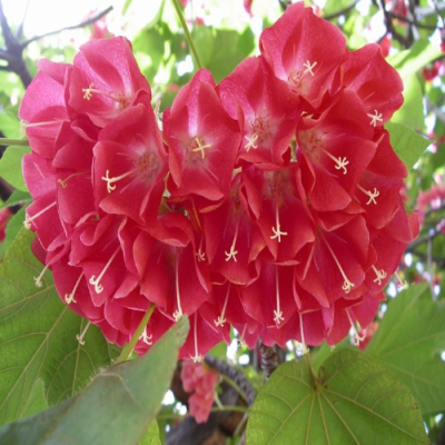 Dombeya Red Flowers Plant