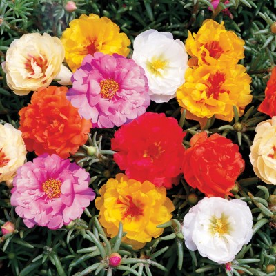 F1 Sparkle Portuluca Mixed Hybrid Flowering Seeds