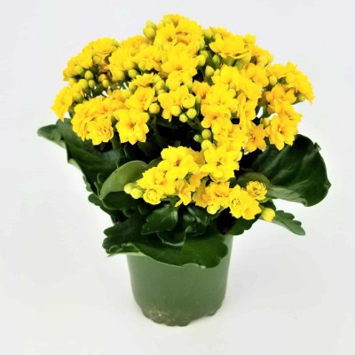 Florist Kalanchoe Yellow Color Flower Plant
