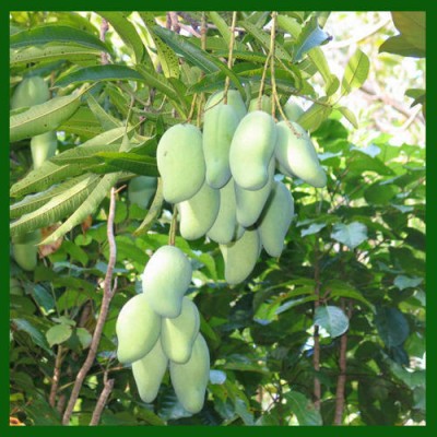 Gobindabhog Mango Plant (Grafted)