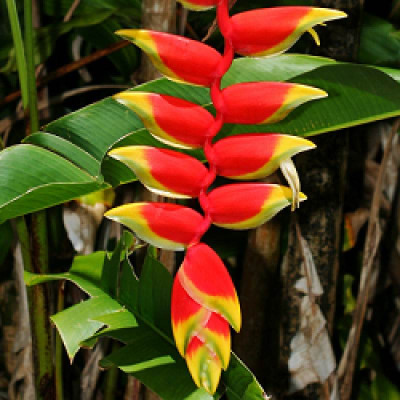 Heliconia Rostrata Flowering Plant