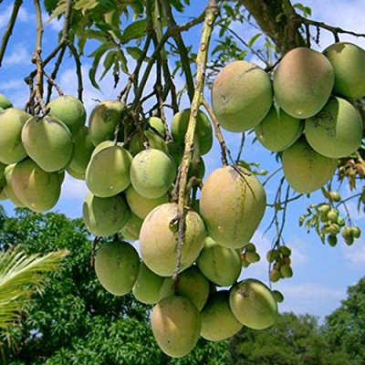 Himsagar Mango Plant (Grafted)