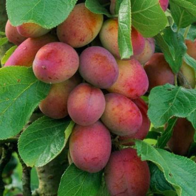 Hybrid Aloo Bukhara Fruit Plant