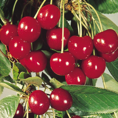 Hybrid Cherry Fruit Plant