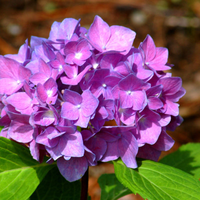 Hybrid Hydrangea Purple Color Flower Plant