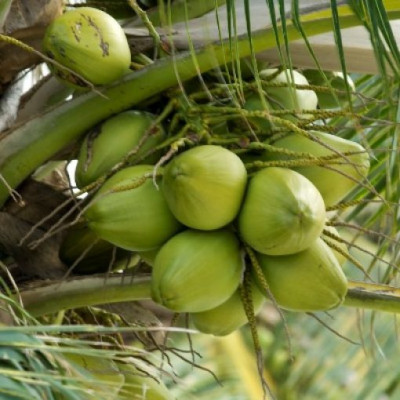 Kerala Coconut Fruit Plant