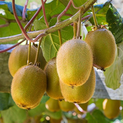 Kiwi Fruit Fruit Plant