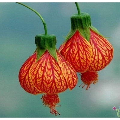 Lantern Hybiscus Plant