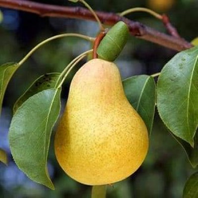 Nashpati (pear) Fruit Plant