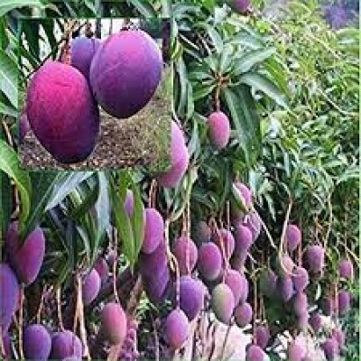 Palmer Mango Fruit Plant