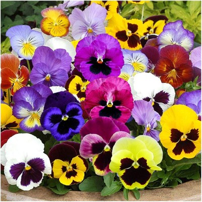Pansy Mixed Flowering Seeds