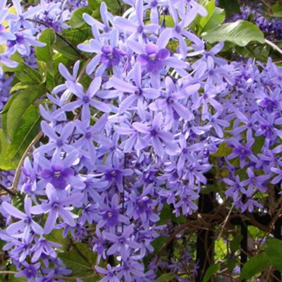 Petrea volubilis (Nilmoni lata) Blue color plant