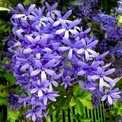 Petrea volubilis (Nilmoni lata) Purplecolor plant
