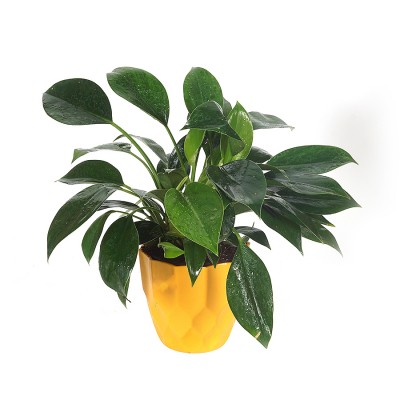 Philodendron Congo Plant With Planter