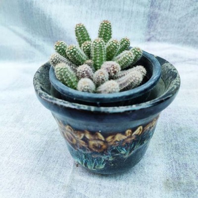 Strawberry Hedgehog Cactus Plants