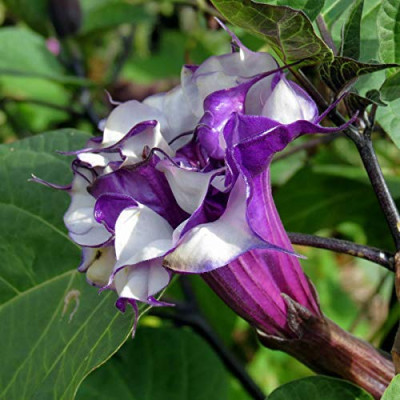 Raj Dhutra Flower Plant