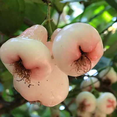 Red And White Water Apple Plant