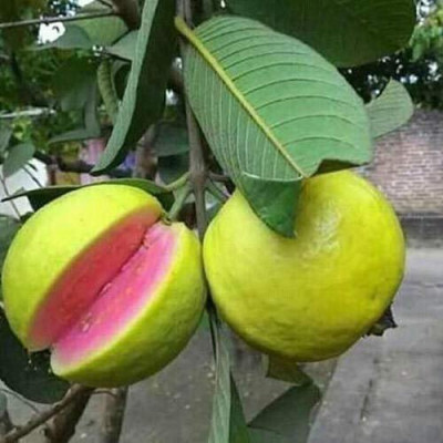 Red Guava Fruit Plant