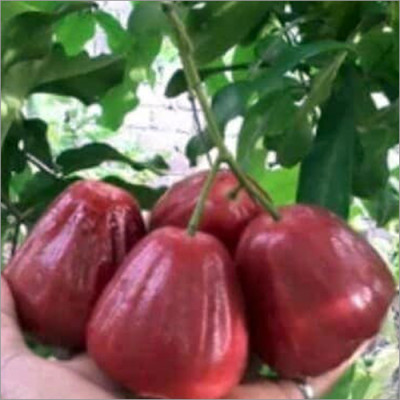 Red Water Apple Fruit Plant