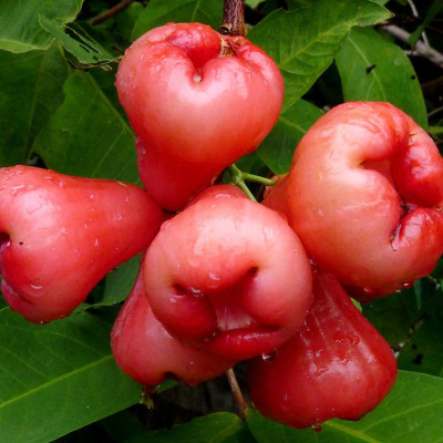 Red Water apple Fruit Plant