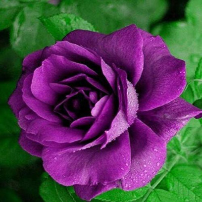Rose Purple Flower Plant