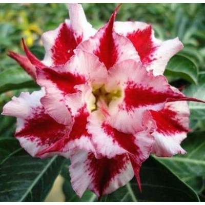 Rose Variety Adenium (Red & White) Plant