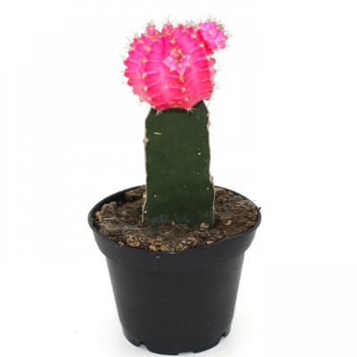 Pink Moon Cactus