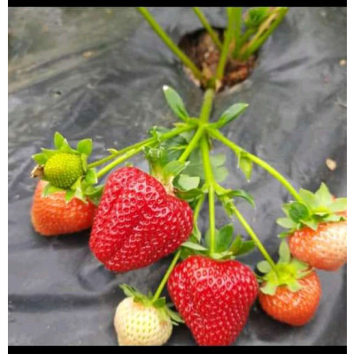 Strawberry Fruit Plant