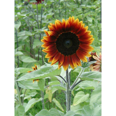 Sunflower Earthwalker Hybrid Flowering Seeds