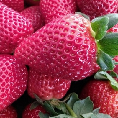 Thai Variety Strawberries Fruit Plant
