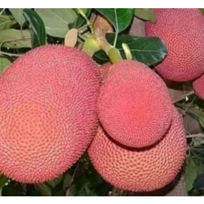 Thailand pink jackFruit Fruit Plant