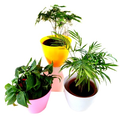 Top 3 Marvelous Air Purifier Plants for Home