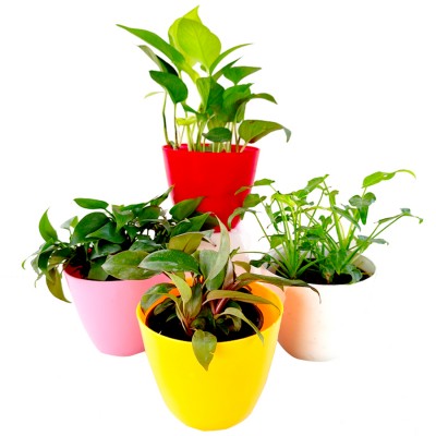 Top 4 Air Purifier and Oxygen Enriching Plant Pack