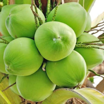 Vietnam Hybrid Coconut Tree Fruit Plant