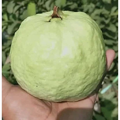 VNR Guava Fruit Plant