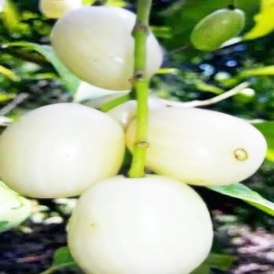 White jamun Fruit Plant