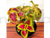 Coleus Bicolor Plant