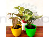 Combo of Moneyplant + 2 Syngonium Plants