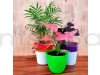 Combo of Oxalis Butterfly + Chamaedorea Palm + Pink Aglaonema Plant