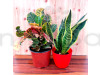 Combo of  Snake - Sansevieria Trifasciata & Croton Plant