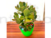 Succulent Plant