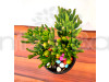 Crassula Ovata Gollum