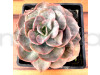 Echeveria, Echeveria derenbergii - Succulent Plant