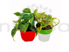 Combo of Marble & Green Variegated Money Plant