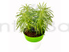 himalaya Plant