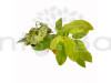 Combo of Philodendron Ceylon Golden & Marble Money Plant