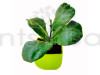 Ficus Lyrata - Fiddle Leaf Plant