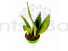 Sansevieria Moonshine - Snake